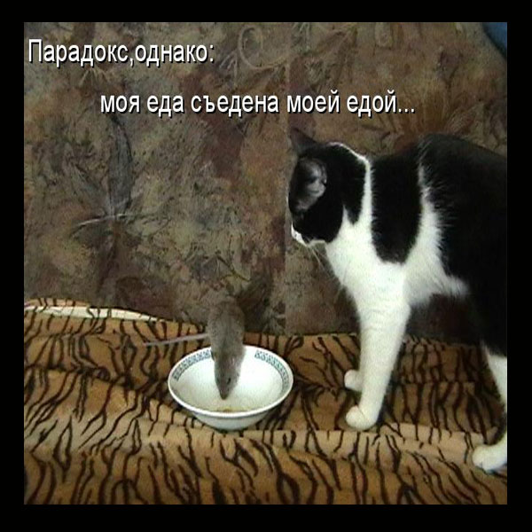 Парадокс кота с тарелки которого поела мышь